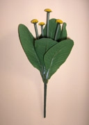 Gänseblümchen gross, Blumenstiel ohne Blüten