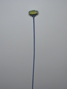 Gerbera, Blumenstiel ohne Blüten