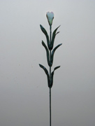 Nelke, Einzelnelke, Blumenstiel ohne Blüten