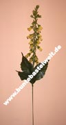 Fingerhut Häkelblume, Blumenstiel ohne Blüten