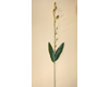 Orchidee klein, Blumenstiel ohne Blüten