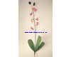 Nachtfalter-Orchidee, Blumenstiel ohne Blüten