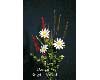 Margerite Gitterbandblume Anleitung