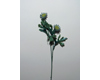 Margerithe, Blumenstiel ohne Blüten