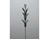Nelke, Einzelnelke, Blumenstiel ohne Blüten