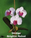 Nachtfalter-Orchidee Häkelblumen Anleitung