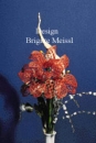 Amaryllis Gitterbandblume Anleitung