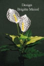 Calla Gitterbandblume Anleitung