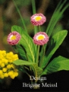 Gänseblümchen gross Häkelblumen Anleitung