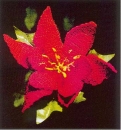 Weihnachtsstern Christstern Häkelblumen Anleitung